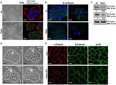 Heparanase Loosens E-Cadherin-Mediated Cell-Cell Contact via Activation of Src